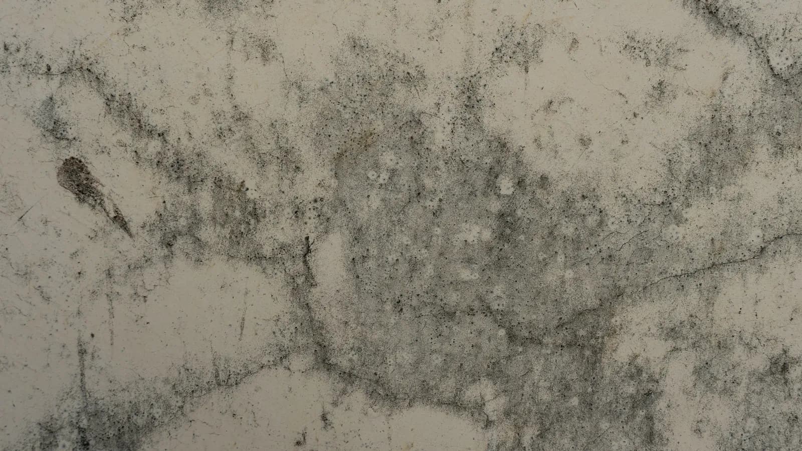Taches de moisissure grise sur un mur peint, en gros plan
